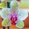 orchidea75